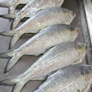 ৬ পিছ ইলিশ মাছ ৫ কেজি