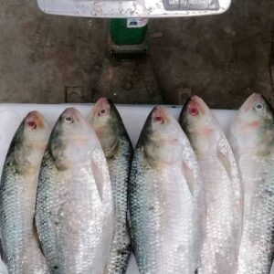 ৬ পিছ ইলিশ মাছ ৬ কেজি